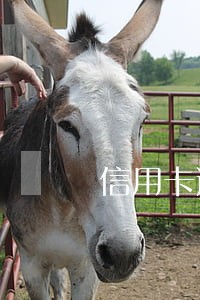 信用卡逾期严重了怎么办 信用卡逾期严重了怎么办