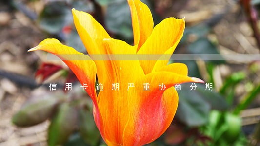 信用卡逾期严重协商分期