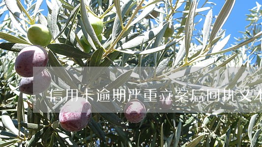 信用卡逾期严重立案后回执文本 信用卡逾期严重立案后回执文本