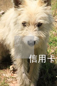 信用卡逾期严重被冻了 信用卡逾期严重被冻了