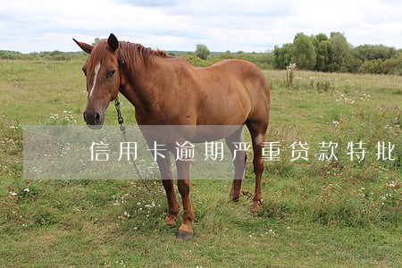 信用卡逾期严重贷款特批 信用卡逾期严重贷款特批