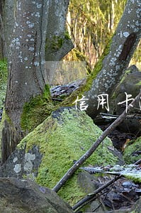 信用卡逾期严重还清后是注销了吗