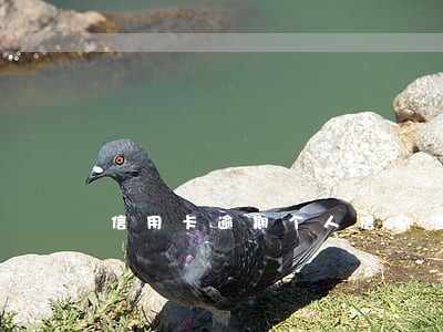 信用卡逾期个人信息泄露 信用卡逾期个人信息泄露