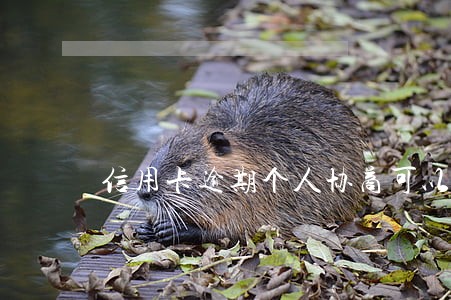 信用卡逾期个人协商可以成功吗