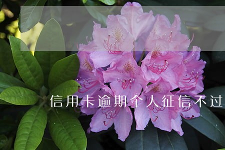 信用卡逾期个人征信不过怎么办 信用卡逾期个人征信不过怎么办
