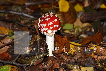 信用卡逾期个人手机号发通告 信用卡逾期个人手机号发通告
