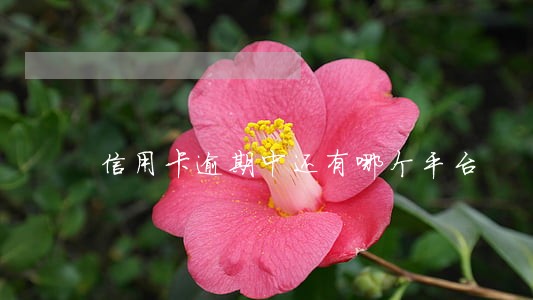 信用卡逾期中还有哪个平台 信用卡逾期中还有哪个平台