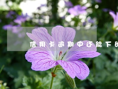 信用卡逾期中还能下的口子 信用卡逾期中还能下的口子
