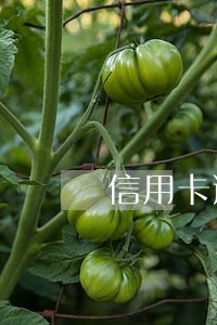 信用卡逾期中邮消费能申请吗 信用卡逾期中邮消费能申请吗