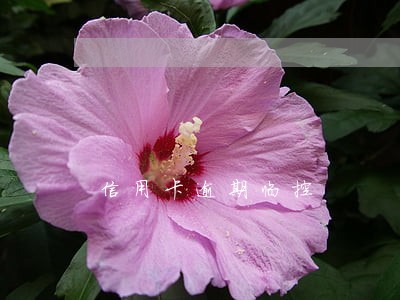 信用卡逾期临控 信用卡逾期临控