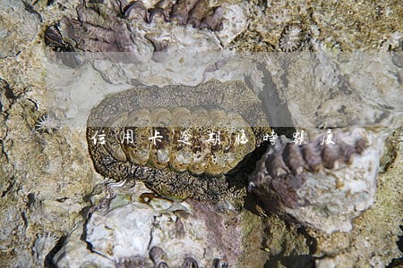 信用卡逾期临时额度 信用卡逾期临时额度