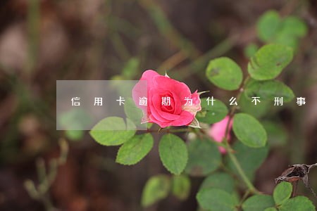 信用卡逾期为什么不刑事诉讼 信用卡逾期为什么不刑事诉讼