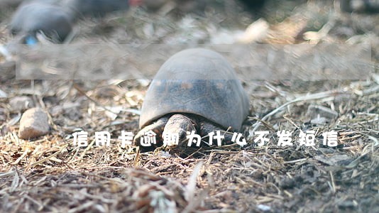 信用卡逾期为什么不发短信 信用卡逾期为什么不发短信