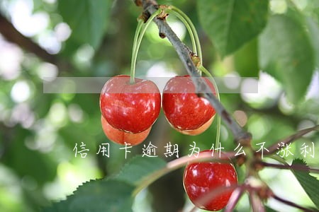 信用卡逾期为什么不涨利息了 信用卡逾期为什么不涨利息了