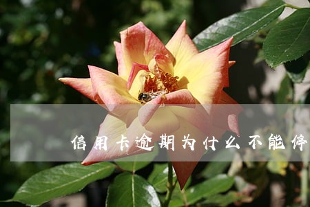 信用卡逾期为什么不能停卡 信用卡逾期为什么不能停卡