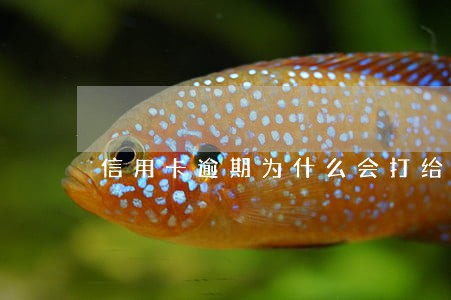 信用卡逾期为什么会打给家人 信用卡逾期为什么会打给家人