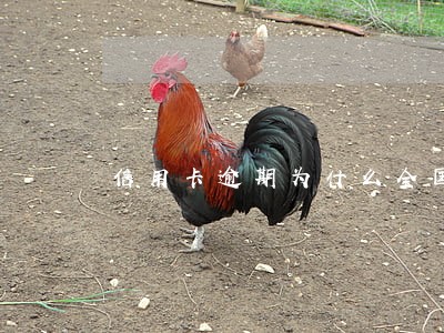 信用卡逾期为什么全国来电话 信用卡逾期为什么全国来电话