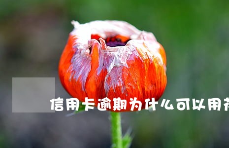 信用卡逾期为什么可以用花呗 信用卡逾期为什么可以用花呗