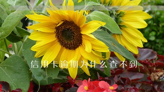 信用卡逾期为什么查不到 信用卡逾期为什么查不到