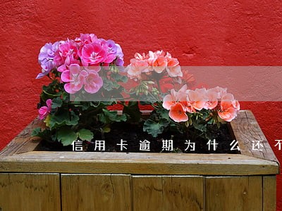 信用卡逾期为什么还不进去 信用卡逾期为什么还不进去