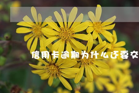 信用卡逾期为什么还要交征信 信用卡逾期为什么还要交征信