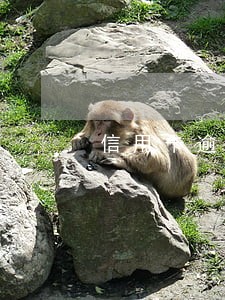 信用卡逾期主动还款会判刑吗 信用卡逾期主动还款会判刑吗