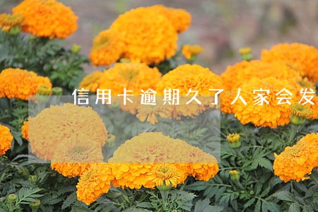 信用卡逾期久了人家会发律师函吗 信用卡逾期久了人家会发律师函吗