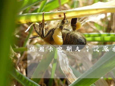 信用卡逾期久了没涨利息 信用卡逾期久了没涨利息