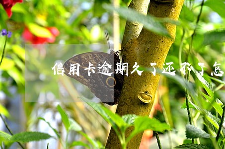 信用卡逾期久了还不了怎么回事 信用卡逾期久了还不了怎么回事