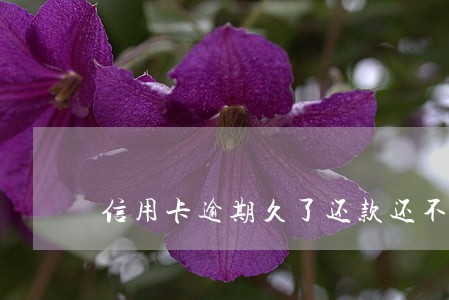 信用卡逾期久了还款还不进去