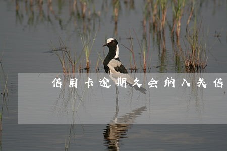 信用卡逾期久会纳入失信被执行人