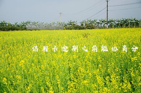 信用卡逾期之前能协商分期 信用卡逾期之前能协商分期