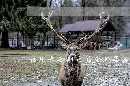 信用卡逾期之后全部还清