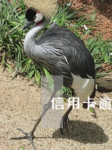 信用卡逾期之后半年