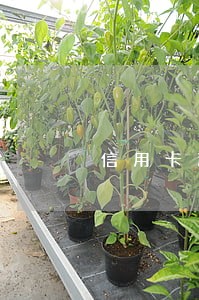 信用卡逾期之后就没得刷了吗