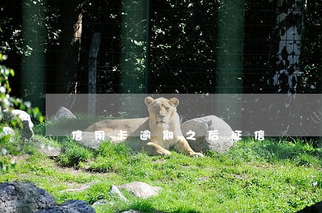信用卡逾期之后征信 信用卡逾期之后征信