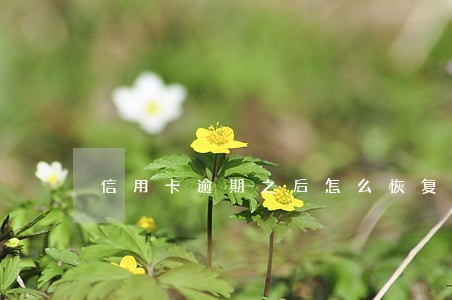 信用卡逾期之后怎么恢复使用