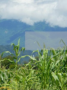 信用卡逾期之后是否还能正常使用 信用卡逾期之后是否还能正常使用