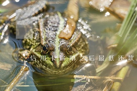 信用卡逾期之后最低还款