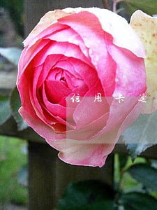 信用卡逾期之后盲目还钱 信用卡逾期之后盲目还钱