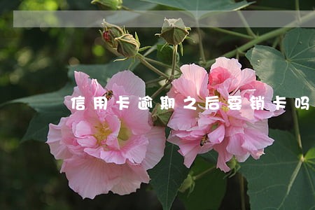 信用卡逾期之后要销卡吗 信用卡逾期之后要销卡吗