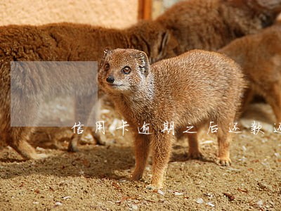 信用卡逾期之后还款还能再用吗
