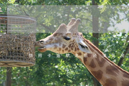 信用卡逾期之后还清买房 信用卡逾期之后还清买房