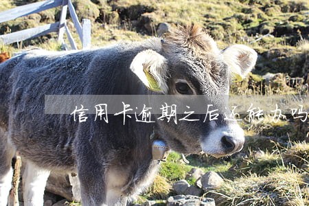 信用卡逾期之后还能办吗 信用卡逾期之后还能办吗