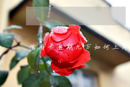 信用卡逾期九万如何上岸
