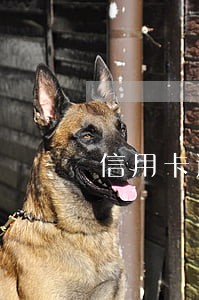 信用卡逾期九千多利息怎么算 信用卡逾期九千多利息怎么算