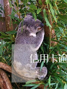 信用卡逾期九天还款 信用卡逾期九天还款