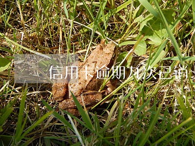 信用卡逾期九次已销卡 信用卡逾期九次已销卡