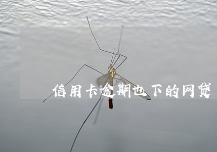 信用卡逾期也下的网贷