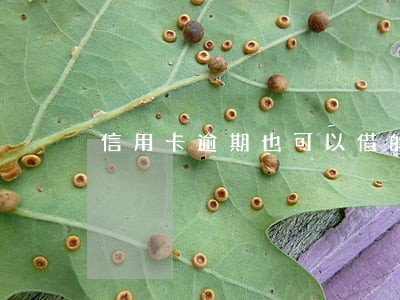 信用卡逾期也可以借的APP 信用卡逾期也可以借的APP